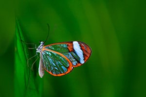 Greta nero – Ondrej Prosicky / Shutterstock