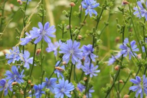Čekanka obecná (Cichorium intybus) – Hana Stepanikova / Shutterstock