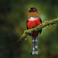 Trogon škraboškový (Trogon personatus), samice – Ondrej Prosicky / Shutterstock