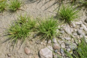 Šáchor tmavý (Cyperus fuscus) – simona pavan / Shutterstock