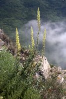 Rýt žlutý (Reseda lutea) – Vankich1 / Shutterstock