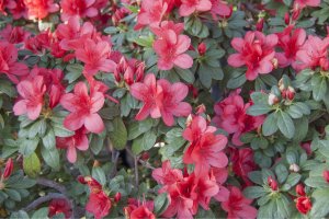 Pěnišník indický (Rhododendron indicum) – Anna Volotkovska / Shutterstock