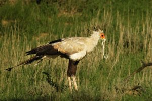Hadilov písař (Sagittarius serpentarius) – Jan Hejda / Shutterstock