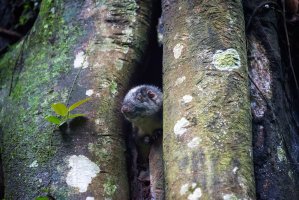 Koro amazonský (Dactylomys dactylinus) – Jess Kraft / Shutterstock