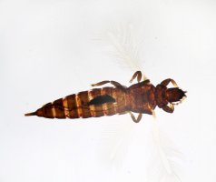 Truběnka černá (Haplothrips leucanthemi) pod mikroskopem – Kazakov Maksim / Shutterstock