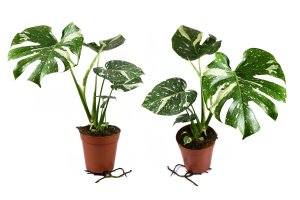 Monstera (Monstera deliciosa 'Variegata') – Shadow Inspiration / Shutterstock