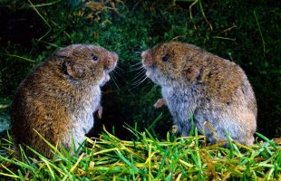 Hrabošík Saviův (Pitymys savii) – francesco de marco / Shutterstock