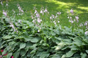 Bohyška jitrocelová (Hosta plantaginea) – Yazovskikh Olga / Shutterstock