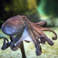 Chobotnice pobřežní (Octopus vulgaris) – Vladimir Wrangel / Shutterstock