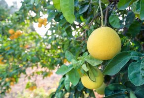 Pomelo (Citrus maxima; syn. Citrus grandis), detail stromu s listy a plody – Anna Kucherova / Shutterstock