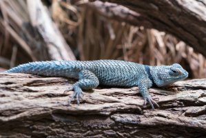 Leguánek modrý (Sceloporus cyanogenys) – Gaschwald / Shutterstock