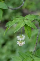 Klokoč zpeřený (Staphylea pinnata), listy a květy – Iva Villi / Shutterstock
