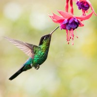 Kolibřík ohnivobradý (Panterpe insignis) živící se nektarem z květů – Rob Jansen / Shutterstock