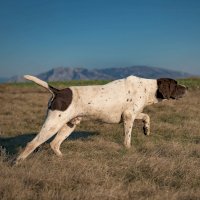 Lovecké plemeno pointer – Drazen Boskic PHOTO / Shutterstock