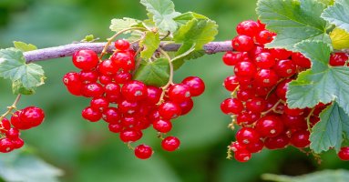 Rybíz červený (Ribes rubrum), větvička s listy a plody – Alex Prokopenko / Shutterstock
