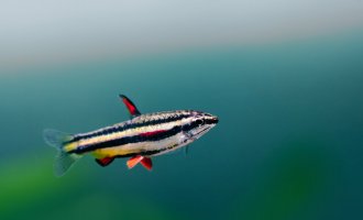 Drobnoústka trpasličí (Nannostomus marginatus) – Besjunior / Shutterstock