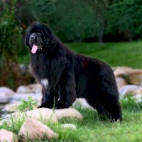 Novofundlandský pes – YAN WEN / Shutterstock