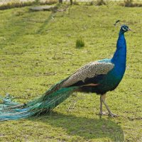 Páv korunkatý (Pavo cristatus), samec – Natalia van D / Shutterstock