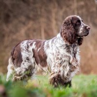 Anglický špringršpaněl – Aneta Jungerova / Shutterstock