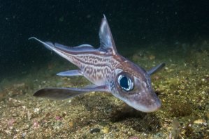 Chiméra hlavatá (Chimaera monstrosa) – Joern_k / Shutterstock
