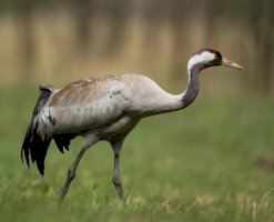 Jeřáb popelavý (Grus grus) – Marcin Perkowski / Shutterstock