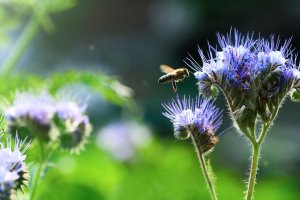 Medonosná kvetoucí svazenka vratičolistá (Phacelia tanacetifolia) – Bk87 / Shutterstock