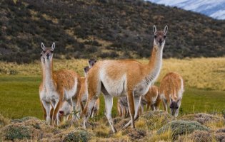 Lama huanaco (lama guanicoe) – GUDKOVANDREY / Depositphotos