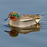 Čírka obecná (samec) – LABETAA Andre / Shutterstock