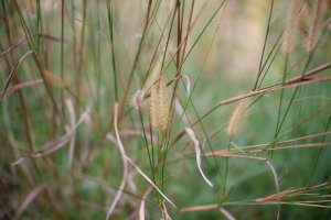 Alang (Imperata), čeleď lipnicovité – Ani Fathudin / Shutterstock