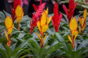 Kvetoucí tropická rostlina vriesea – kunmom / Shutterstock