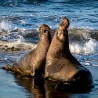Agonistické chování, souboj dvou rypoušů sloních – Anchor Lee / Unsplash