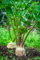 Miřík celer (Apium graveolens) – Ketta / Shutterstock