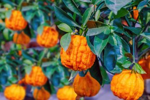 Pomerančovník hořký (Citrus aurantium) – nnattalli / Shutterstock