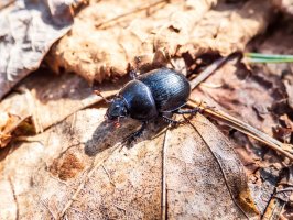 Chrobák velký (Geotrupes stercorarius) – Kristine Rad / Shutterstock