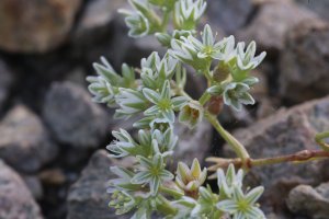 Cmerek vytrvalý (Scleranthus perennis) z čeledi kuříčkovitých – Vankich1 / Shutterstock