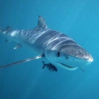 Lodivod mořský (Naucrates ductor) doprovázející žraloka – Alessandro De Maddalena / Shutterstock