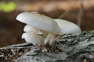 Slizečka porcelánová (Oudemansiella mucida) – Martin Fowler / Shutterstock