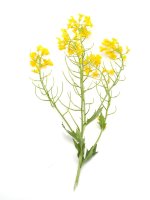 Ohnice obecná (Raphanus raphanistrum) – Zadiraka Evgenii / Shutterstock