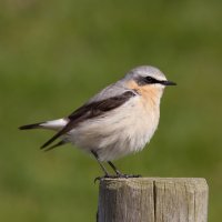 Bělořit šedý (Oenanthe oenanthe) – Roland IJdema / Shutterstock