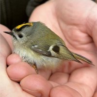 Králíček obecný (Regulus regulus) – bobb71904 / Shutterstock