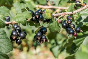 Rybíz černý (Ribes nigrum) – Nick Pecker / Shutterstock