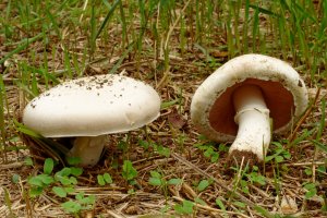 Žampión polní (Agaricus campestris) – fedsax / Shutterstock