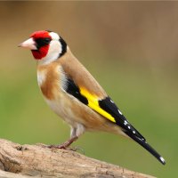 Stehlík obecný (Carduelis carduelis) – Miroslav Hlavko / Shutterstock
