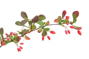 Větvička dřišťálu obecného (Berberis vulgaris) – jopelka / Shutterstock