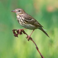 Linduška lesní (Anthus trivialis) – Ryzhkov Sergey / Shutterstock