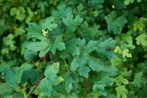 Javor babyka (Acer campestre) – simona pavan / Shutterstock