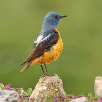 Skalník zpěvný (Monticola saxatilis) – Lev Paraskevopoulos / Shutterstock