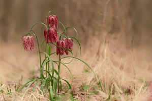 Řebčík kostkovaný (Fritillaria meleagris) – Nikola Nemet / Shutterstock