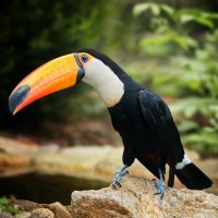 Tukan obrovský (Ramphastos toco) – Martin Mecnarowski / Shutterstock