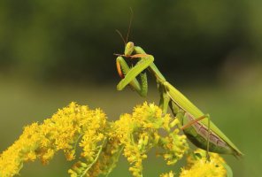 Kudlanka nábožná (Mantis religiosa), samička – Miroslav Hlavko / Shutterstock